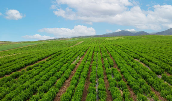 欧博ABG·[中国]官方网站